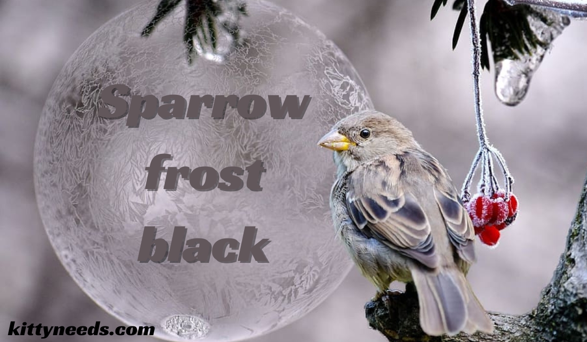 sparrow frost black