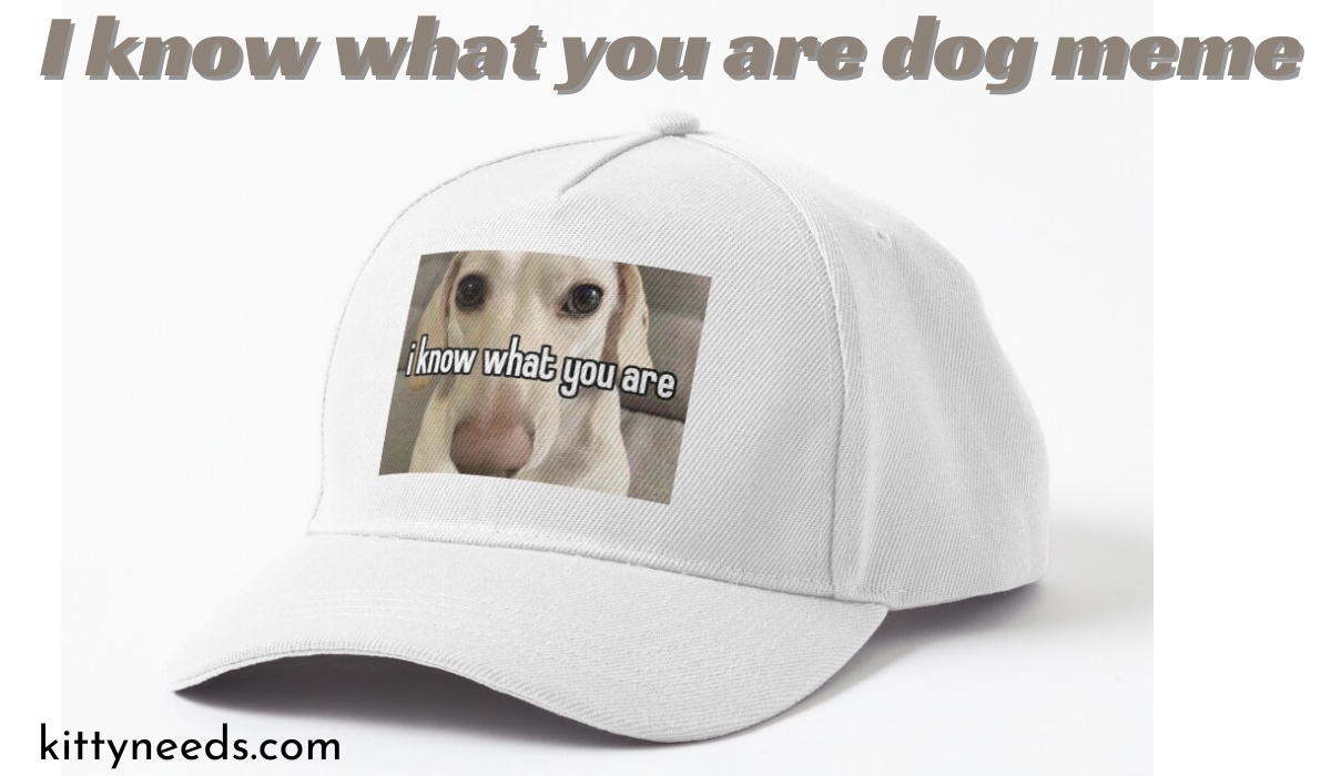 i know what you are dog meme