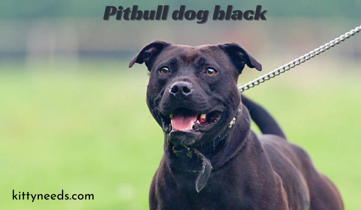 pitbull dog black