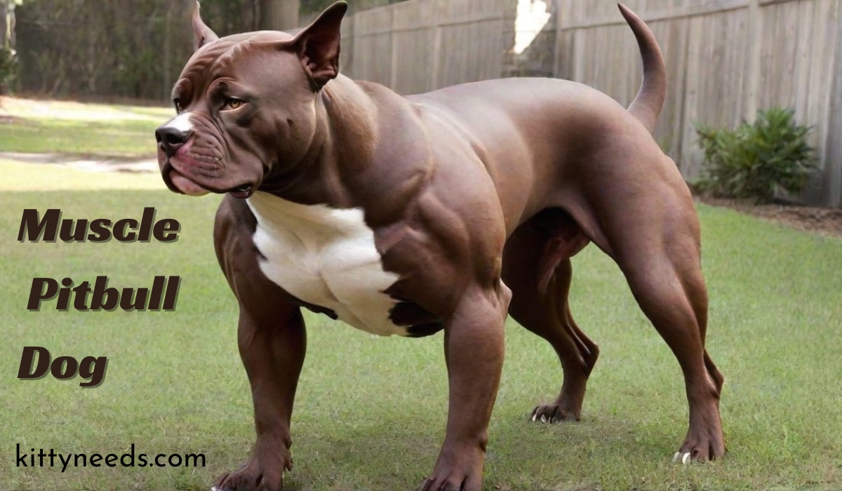 muscle pitbull dog