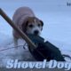 shovel dog