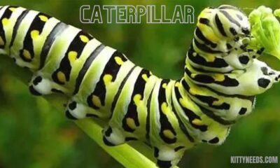 how many legs does a caterpillar have