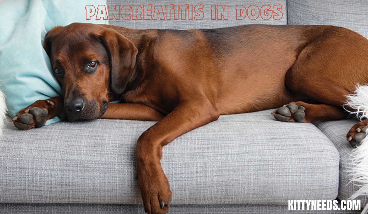 pancreatitis in dogs