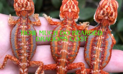 How Much Do Bearded Dragons Cost